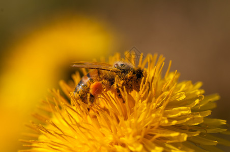 嗡声蜜蜂在蒲公英花上采集粉蜜蜂在蒲公英花上采集粉健康丰富多彩的图片