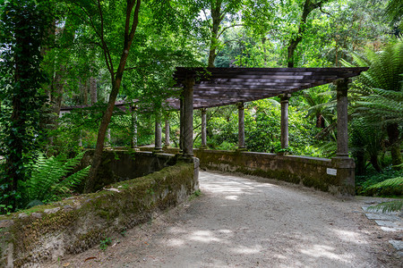 景观蕨类葡萄牙语辛特拉的Pena自然林公园带有树木和石块图片