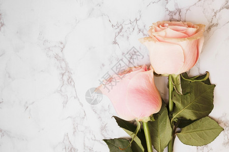 水果两朵美丽的粉红玫瑰与大理石纹身背景框架墙纸图片