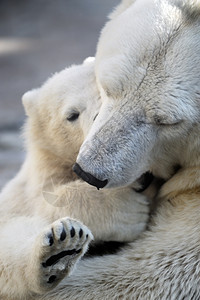 年轻的捕食者小北极熊幼和他妈玩耍白色的图片