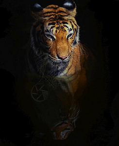 凶猛的老虎动物园高清图片素材
