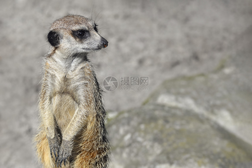 野生动物苹果浏览器脸动物园空地中非常有趣的猫鼬庄园肖像或suricate是属于猫鼬家族的小型食肉动物Meerkat特写复制空间图片