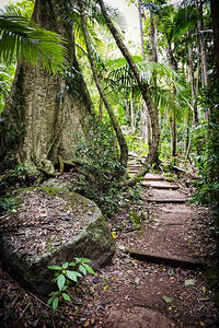 树桩轮缘沿澳大利亚新南威尔士州登山警告之道穿过老树林的森沿着图片