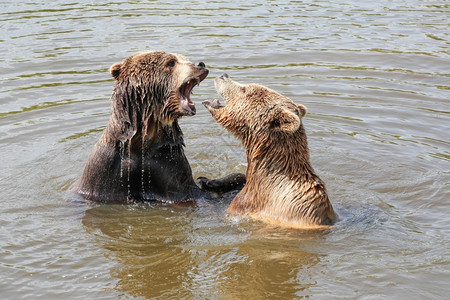 野生动物棕熊公园高清图片素材
