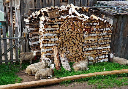乡村的基诺零友好北俄罗斯河村羊图片