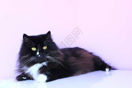 捕食者黑猫躺在粉红色的温柔背景上家庭宠物有休息的家养宠物庭男自然图片