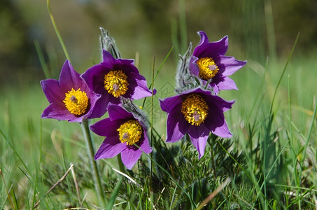 濒危钙质早春的一组紫色白斑病花团体图片