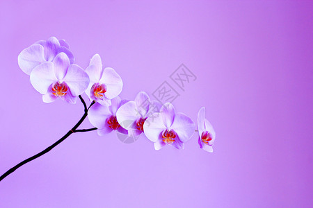 精美的蝴蝶兰分支白花上美丽的粉红兰花在白背景上美丽盛开的粉红色兰花图片
