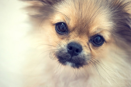 工作室可爱的小狗波美拉尼亚混合品种狗的蜂蜜犬类斯皮茨图片