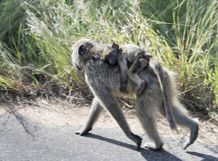 克鲁格妈们查玛在Kruger公园的母亲身上幼小宝猴图片