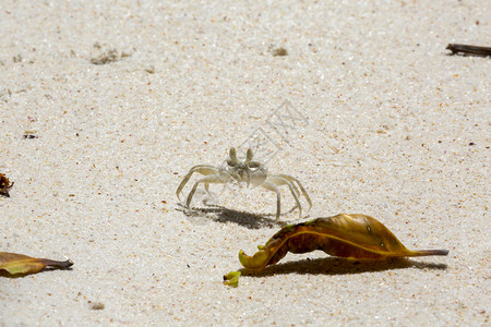 白沙滩上的螃蟹图片