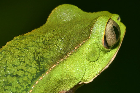 热带绿色青蛙雨林纳波河流域亚马逊厄瓜多尔美洲荒芜之地环境动物图片