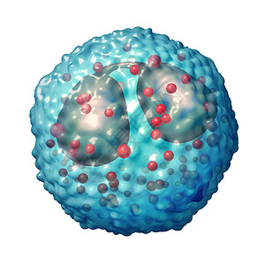 粒细胞发病与免疫系统和过敏或哮喘病作为解剖概念的3D说明有关骨蛋白血细胞过敏或哮喘病医疗的嗜酸设计图片