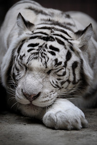 白虎形哺乳动物斯克莱兹涅夫自然图片