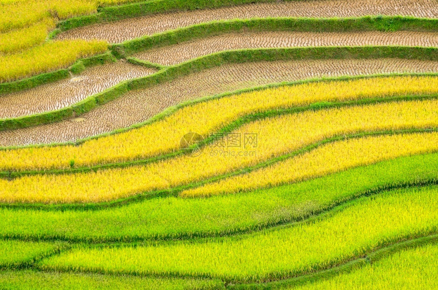 谷越南YenBaiMuCangChai梯田上的稻越南西北部MuChai的稻田准备收割白饭曲线图片