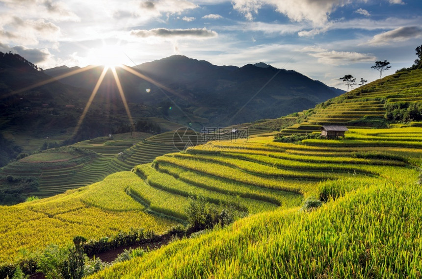 农业越南YenBaiMuCangChai梯田上的稻越南西北部MuChai的稻田准备收割曲线巴厘岛图片