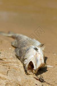 污染派克河边的鱼梭鲈图片