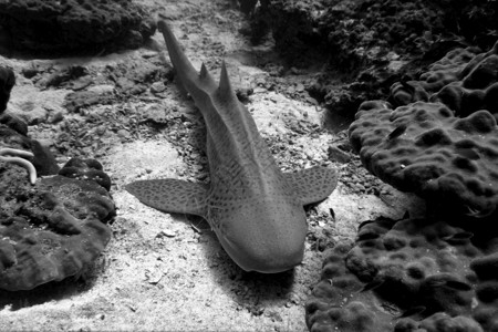 豹或斑马鲨鱼沉积在珊瑚礁上美丽潜水游泳的图片
