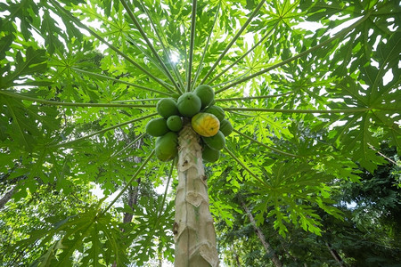 植物木瓜树果实丰盛健康生长图片