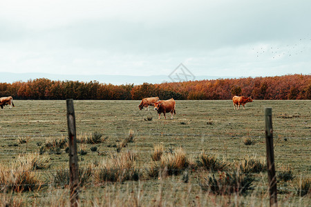 秋季草原上的牛群图片