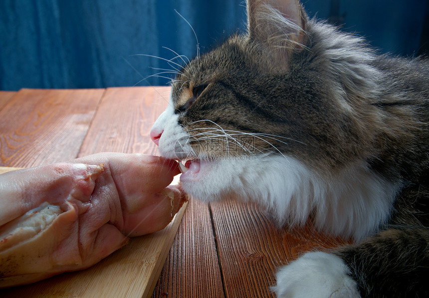 可口扁豆桌子吃厨房餐上一块肉的猫咪图片