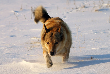 晴天狗在雪上猎食赋动物图片