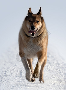 美丽的寒冷狗在雪上猎食活动图片