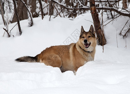 跑锻炼狗在雪上猎食天赋图片