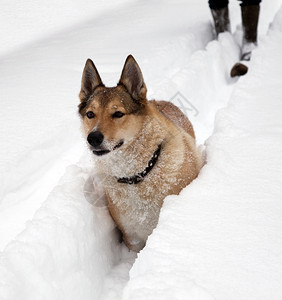 狗在雪上猎食热情寒冷的追求图片