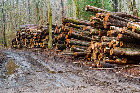 砍伐的树木森林沿路的原木砍伐森林桩吠行业切割高清图片素材
