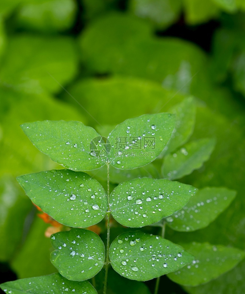 风雨过后的叶子图片