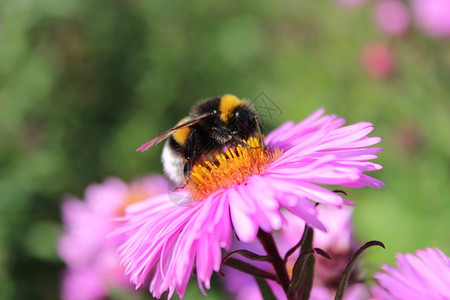 茎闻花瓣大黄蜂坐在上收集花蜜然后在小黄蜂上生活高清图片素材