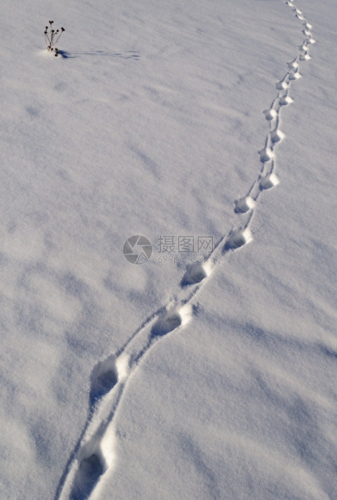 野生动物质地踪迹雪中动物足阳光明媚的冬日图片