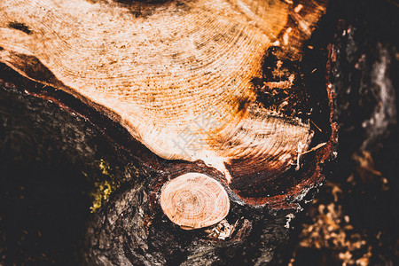 植物夏季森林中的树木立林击倒自然柴高清图片素材