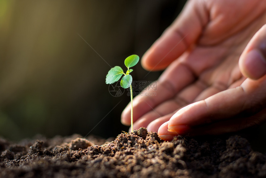 种植男人的手在土壤里种树苗黄色的散景图片