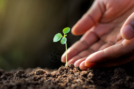 种植男人的手在土壤里种树苗黄色的散景图片