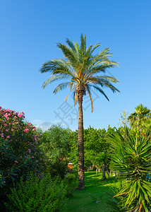 天空土耳其Kemmer夏季美丽的公园棕榈树户外旅游图片