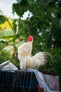 西方白公鸡打鸣与清晨概念母鸡外部的图片