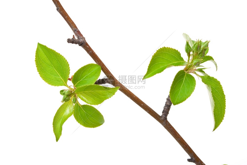 植物群叶子季节树枝苹果有白上隔离的春芽图片