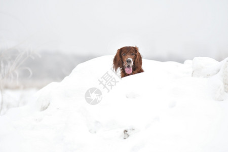 棕色的远足配种狗爱尔兰红护犬在冬季散步图片