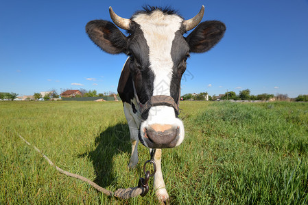 农村牛的肖像和大鼻涕在绿地农场动物的背景上牛肖像在野地背景上小牛口图片