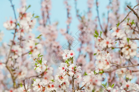 粉色的3月杏仁开花全红杏树植物的背景图片