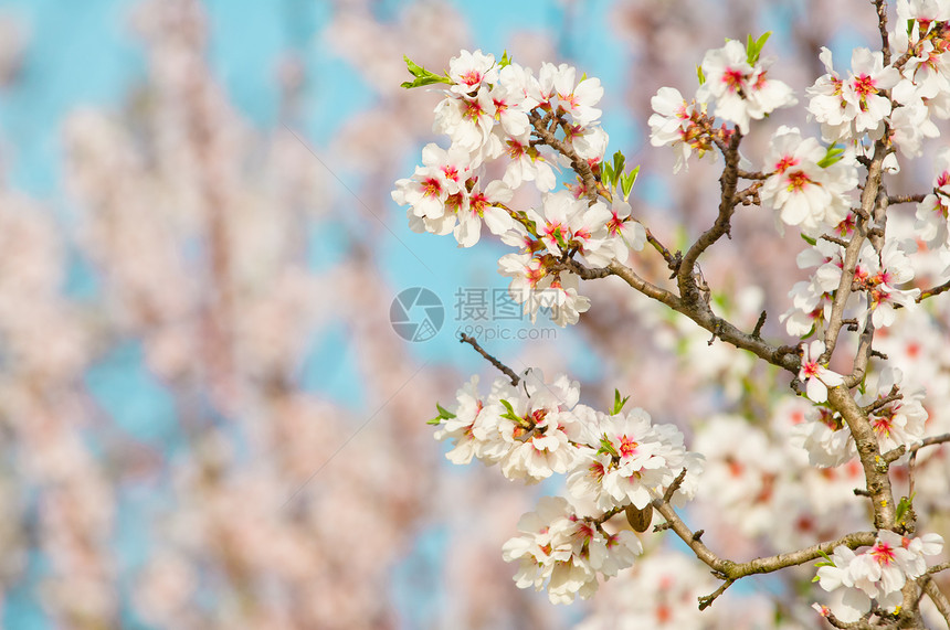 花园行进3月杏仁开花全红杏树四月图片