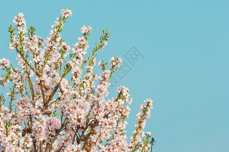 户外复制3月杏仁开花全红杏树自然背景图片
