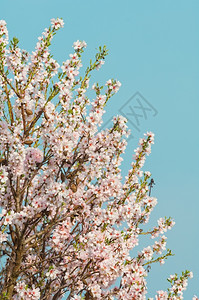 粉色的美丽3月杏仁开花全红杏树美丽背景图片