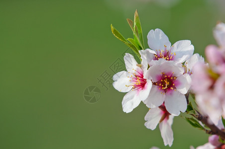 植物群3月杏仁开花全红杏树四月果园背景图片
