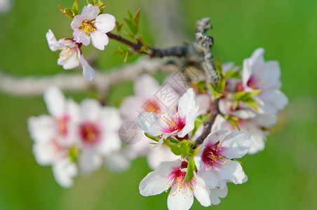 粉色的美丽3月杏仁开花全红杏树复制背景图片