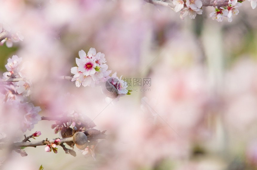 季节3月杏仁开花全红杏树浪漫的果园图片
