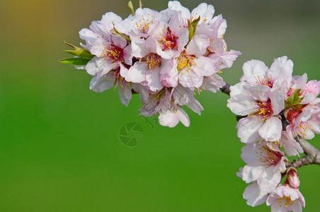花瓣植物复制3月杏仁开花全红杏树背景图片