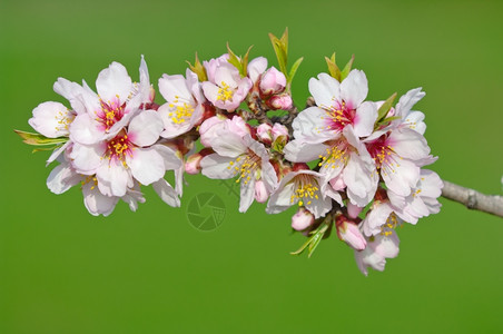 四月花朵绽放3杏仁开花全红杏树背景图片